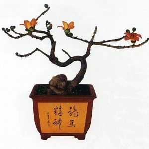 Bonsai copac în învățăturile Feng Shui