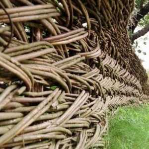 Willow gard - cel mai vechi gard cu proprietăți magice