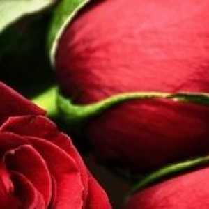 Cum să crească din semințele unui trandafir