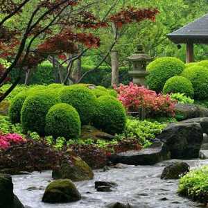 Alegerea plantelor pentru gradina japoneza