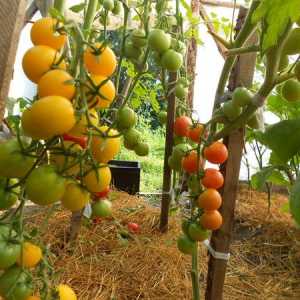 Cum se obține recolta bogat în seră?