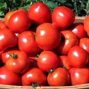 Cum de a obține o recoltă bună de tomate hidroponice?