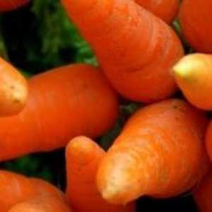 Cum de a planta morcovi în primăvară?