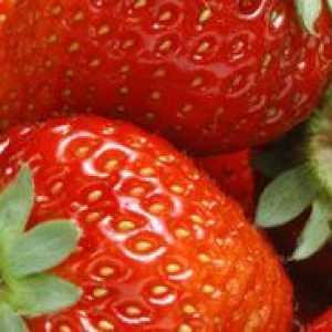 Căpșuni: plantare și îngrijire