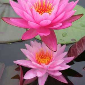Lotus Feng Shui: Armonia Naturii