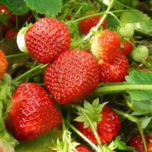 Cele mai bune soiuri de căpșuni pentru a produce recolte pe tot parcursul anului