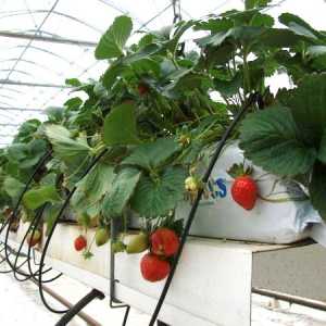 Metoda de auto-cultivare a căpșunilor