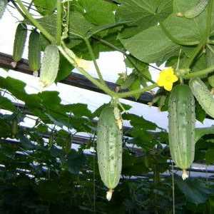 Gradina de legume din policarbonat cu efect de seră: producția de legume rapid și sigur
