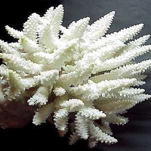Caracteristici de coral alb