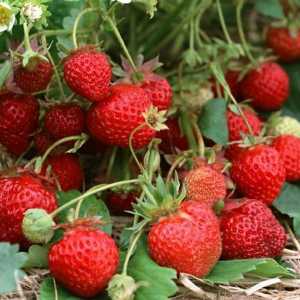 Caracteristici cultivarea căpșuni