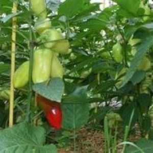 Cultivarea de ardei în seră
