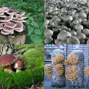 Ciuperci în creștere în grădina principiilor