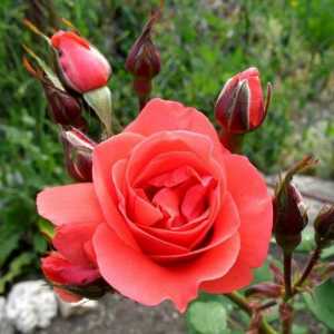 Roses: caracteristici de plantare, întreținere și cultivare