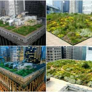 Roof Garden: modalități originale de ecologizare acoperișurile cu fotografii