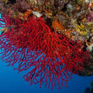 Proprietăți de coral roșu
