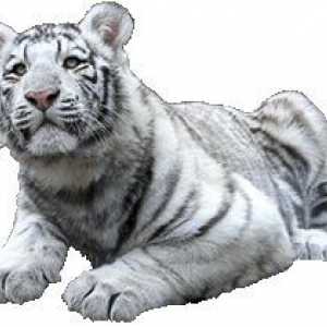 Tiger mascota Feng Shui