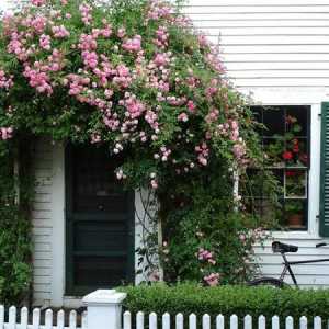 Alpinism trandafiri - flori, care va decora casa ta