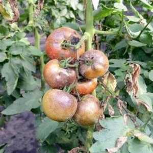 Dăunătorii care cauzeaza boala de tomate în seră