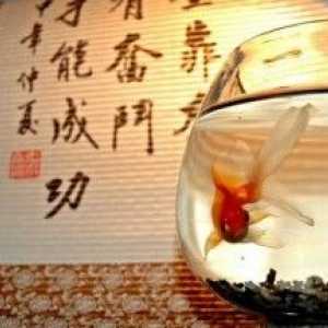 Totul despre acvariu Feng Shui