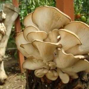 Cultivarea ciupercilor: ce trebuie să știi?