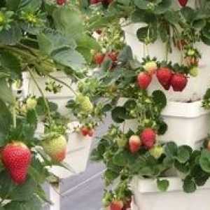 Cultivarea căpșuni mod vertical