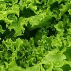 Cultivarea salata verde în sere și sere
