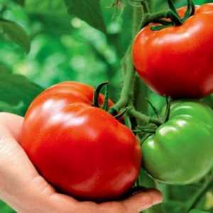 Cultivarea tomate pe principiile agriculturii naturale