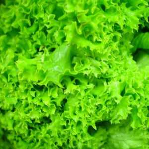 Cultivarea salata verde